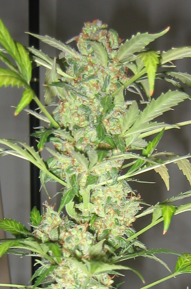Short Stuff Seeds - Snowryder (auto/reg.)