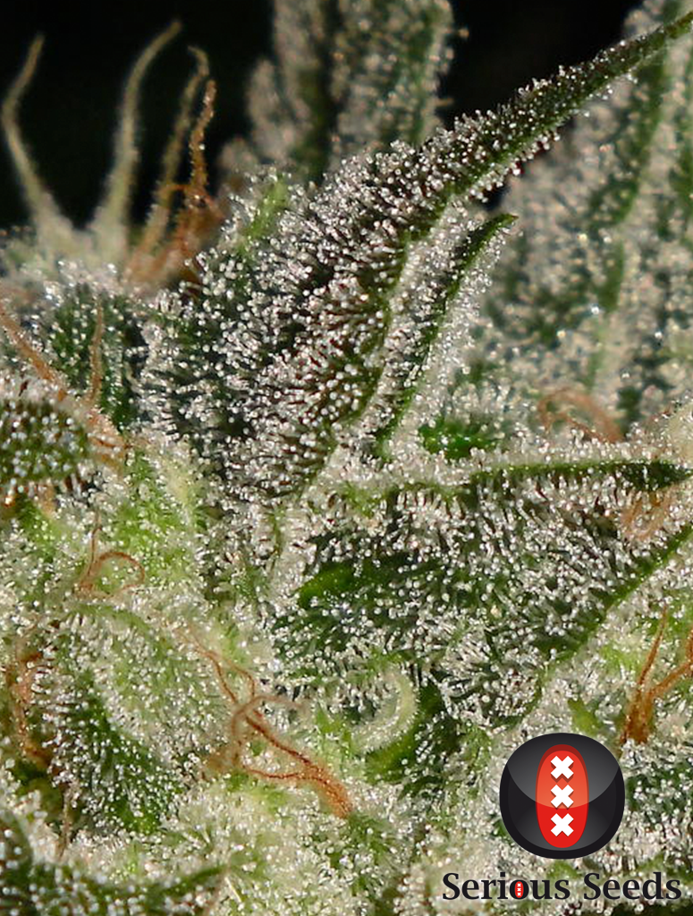 Serious Seeds - AK-47 (fem.)
