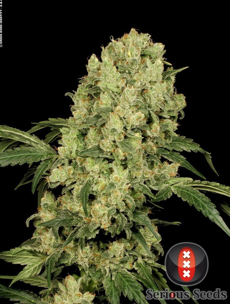 Serious Seeds - AK-47 (fem.)