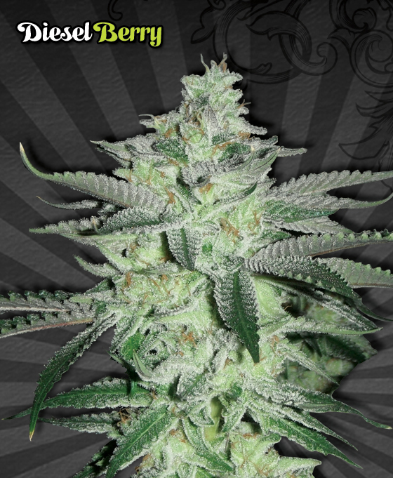 Auto Seeds - Diesel Berry Automatic (auto/fem.)