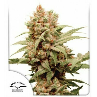Dutch Passion - CBG-Force (fem.) 07081
