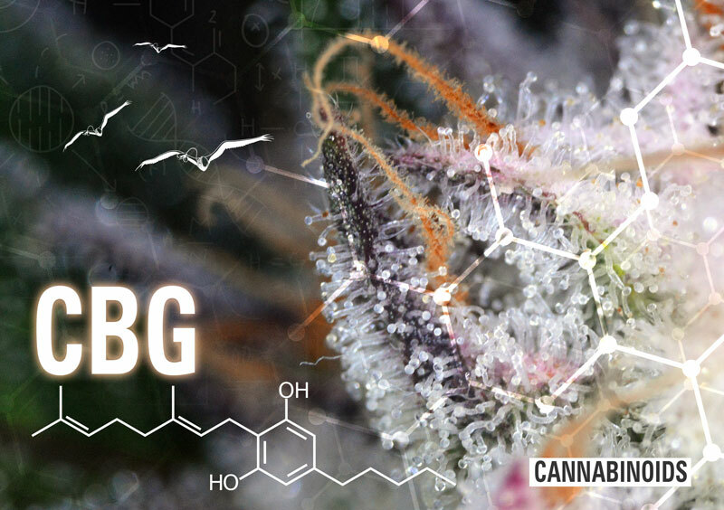 Dutch Passion - CBG-Force (fem.)