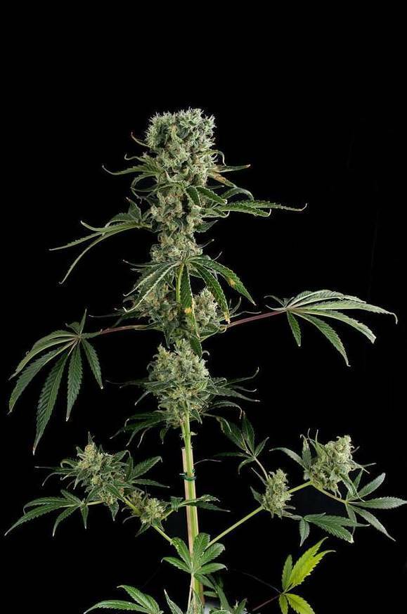 Dinafem - Moby Dick #2 (fem.)
