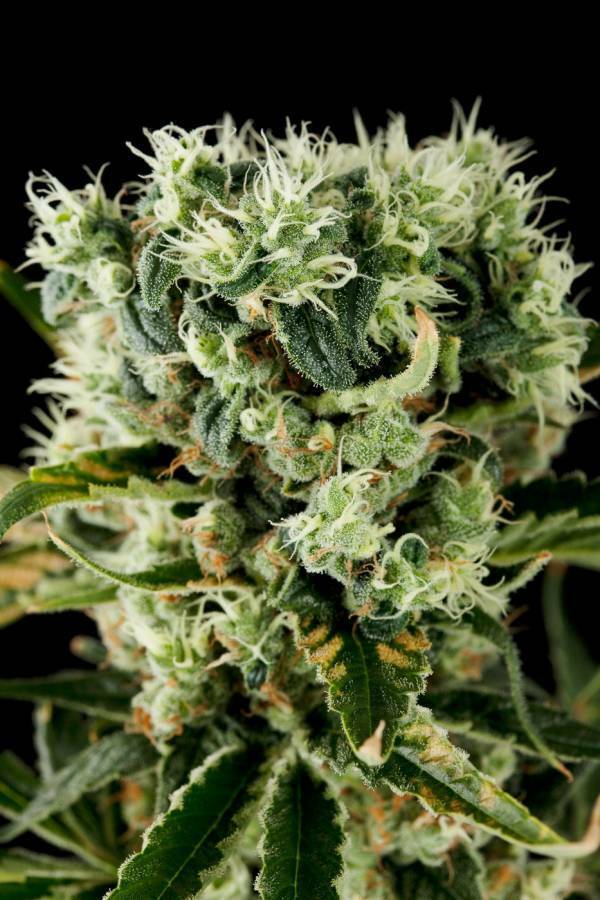 Dinafem - Moby Dick #2 (fem.)