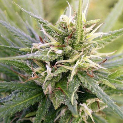 Ace Seeds - Guatemala (reg.)