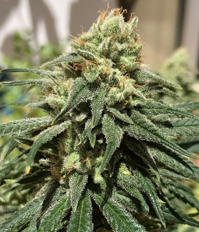 Ace Seeds - CBD #1 (fem.)