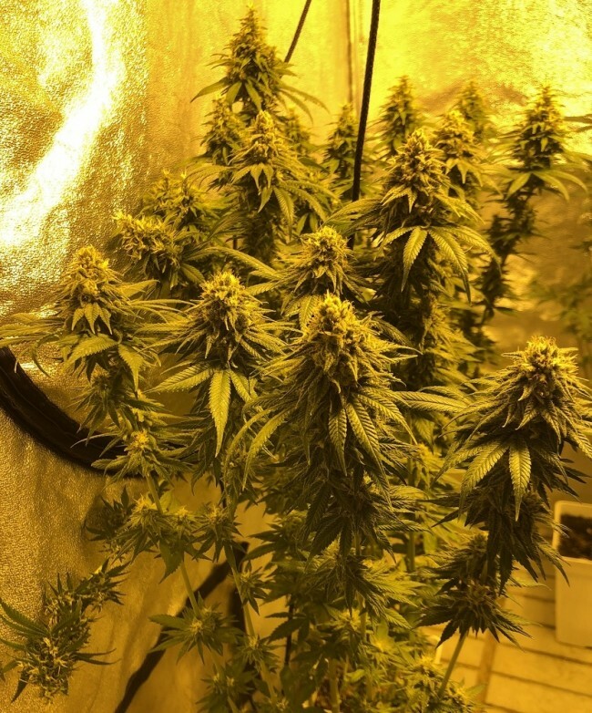 Ace Seeds - CBD #1 (fem.)