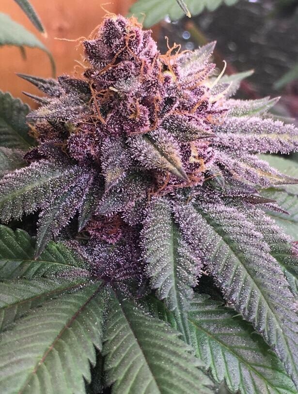 Ace Seeds - Bubba Kush x PCK (reg.)