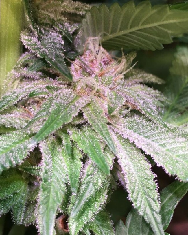 Ace Seeds - Bubba Kush x PCK (reg.)