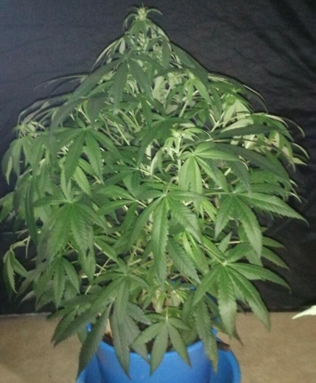 Ace Seeds - CBD #1 (fem.)