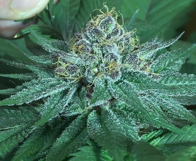 Ace Seeds - Bubba Kush x PCK (reg.)