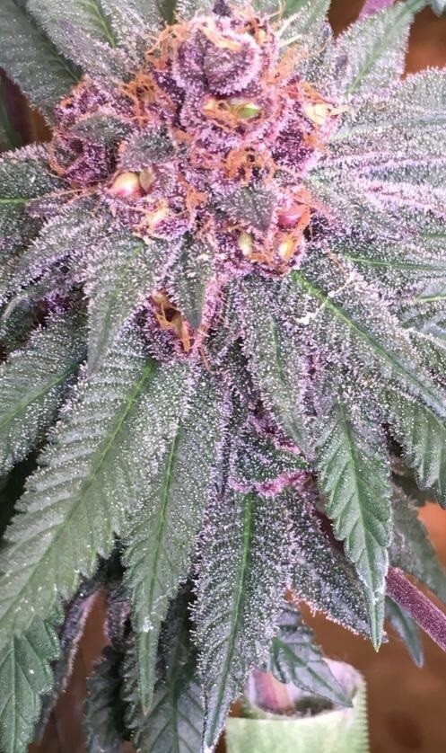 Ace Seeds - Bubba Kush x PCK (reg.)