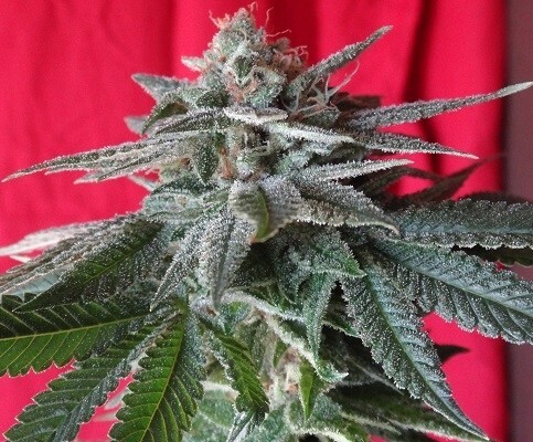 Ace Seeds - Bubba Kush x PCK (reg.)