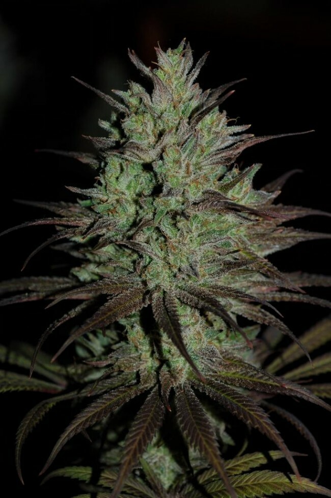 Ace Seeds - CBD #1 (fem.)