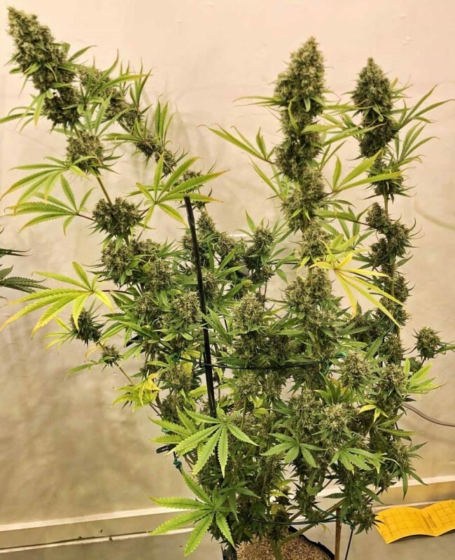 Ace Seeds - Guawi (reg.)