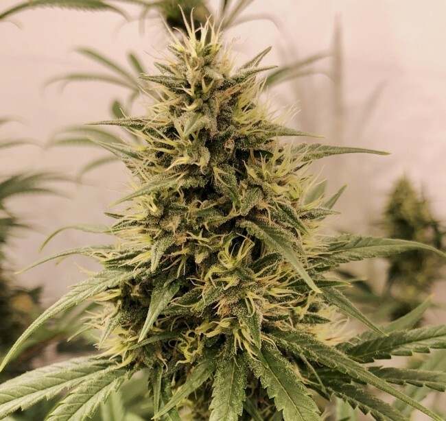 Ace Seeds - Guawi (reg.)