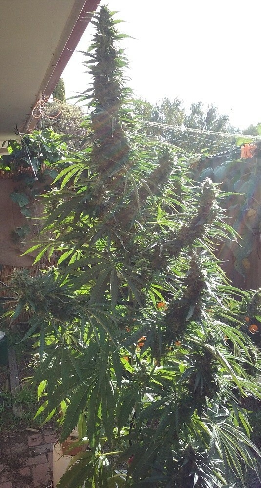 Ace Seeds - Guawi (reg.)