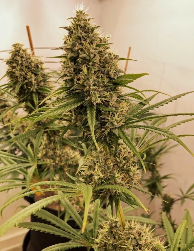 Ace Seeds - Guawi (reg.)