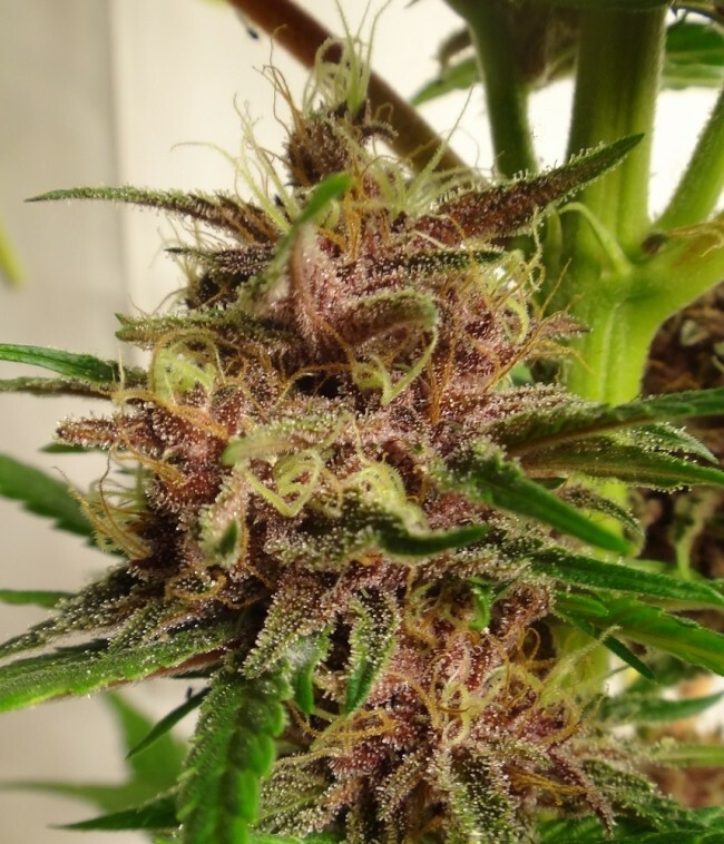 Ace Seeds - Malawi x PCK (reg.)