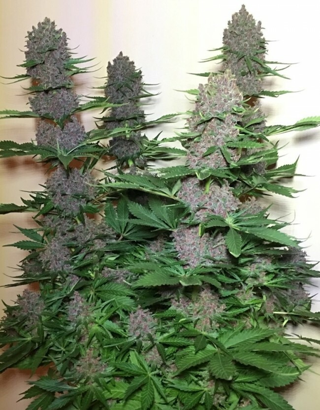 Ace Seeds - Malawi x PCK (reg.)