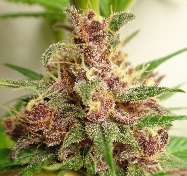 Ace Seeds - Malawi x PCK (reg.)