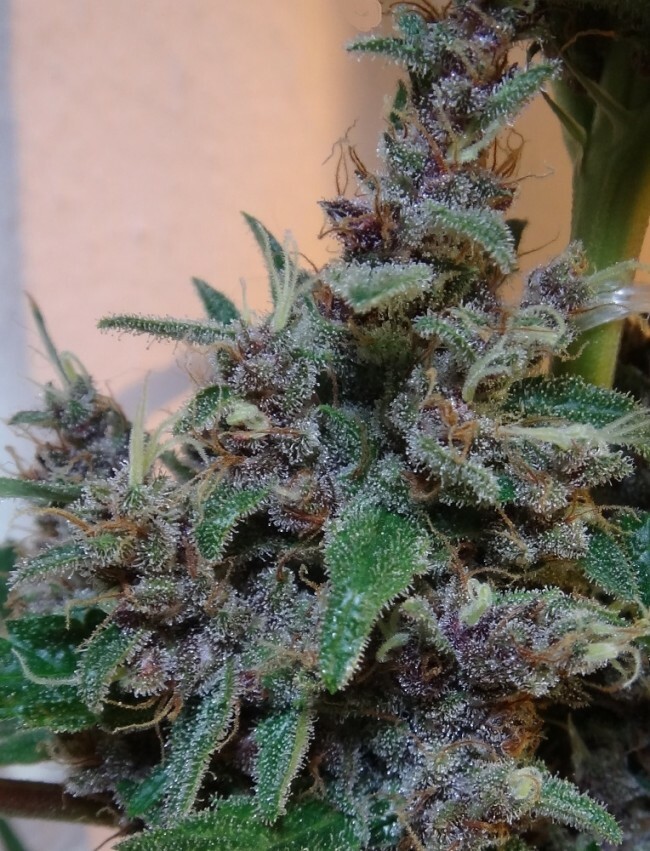 Ace Seeds - Malawi x PCK (reg.)