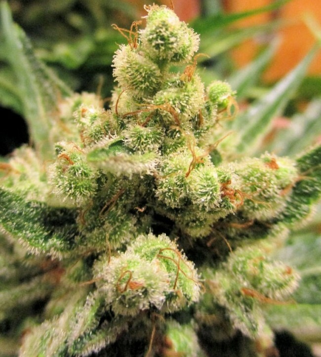Ace Seeds - Malawi x PCK (reg.)