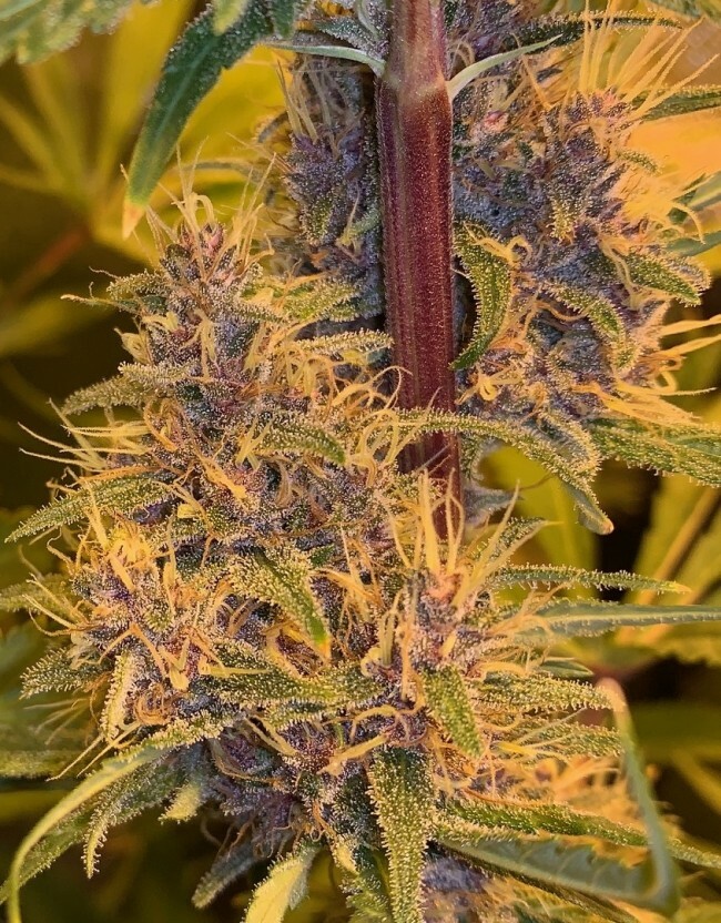 Ace Seeds - Malawi x PCK (reg.)