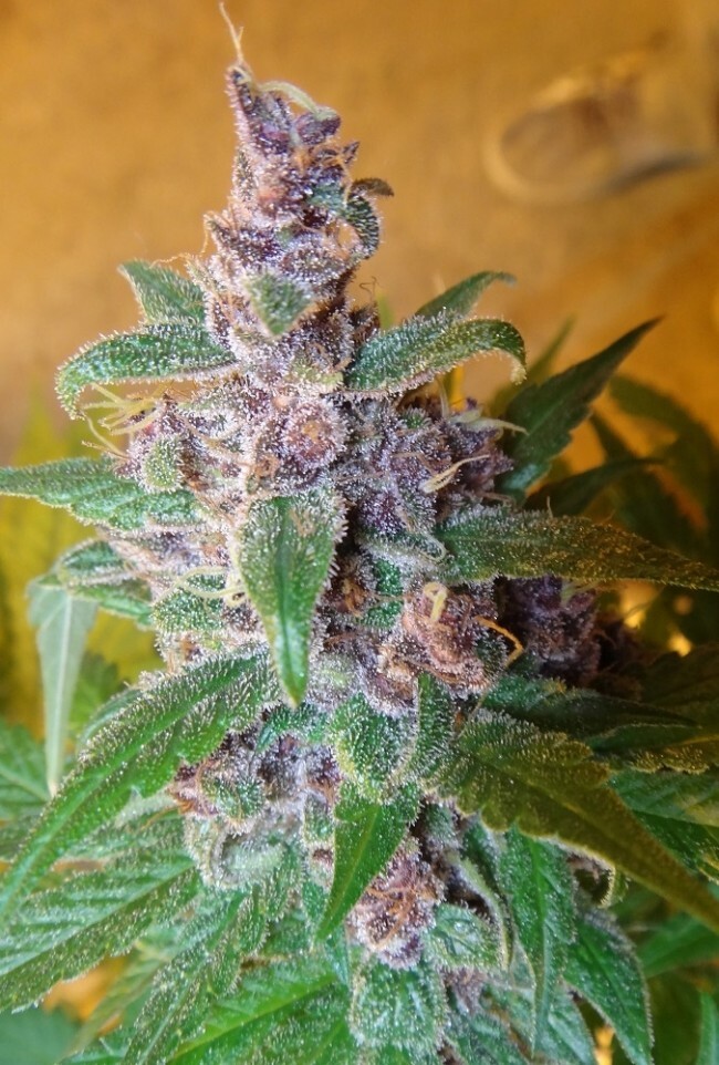 Ace Seeds - Malawi x PCK (reg.)