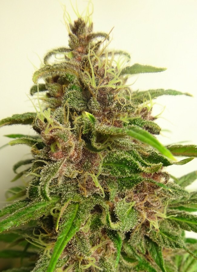 Ace Seeds - Malawi x PCK (reg.)