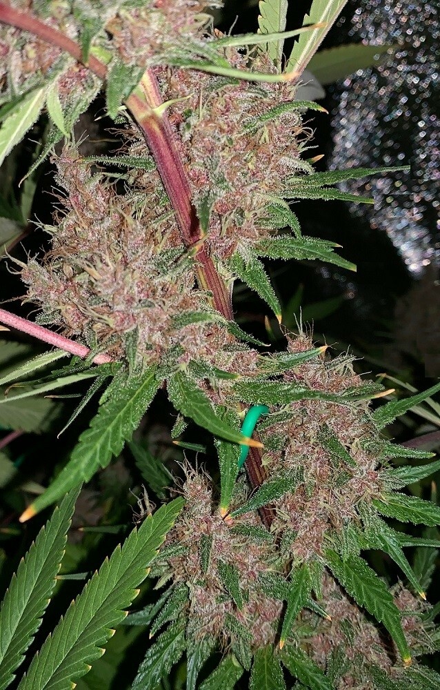 Ace Seeds - Malawi x PCK (reg.)