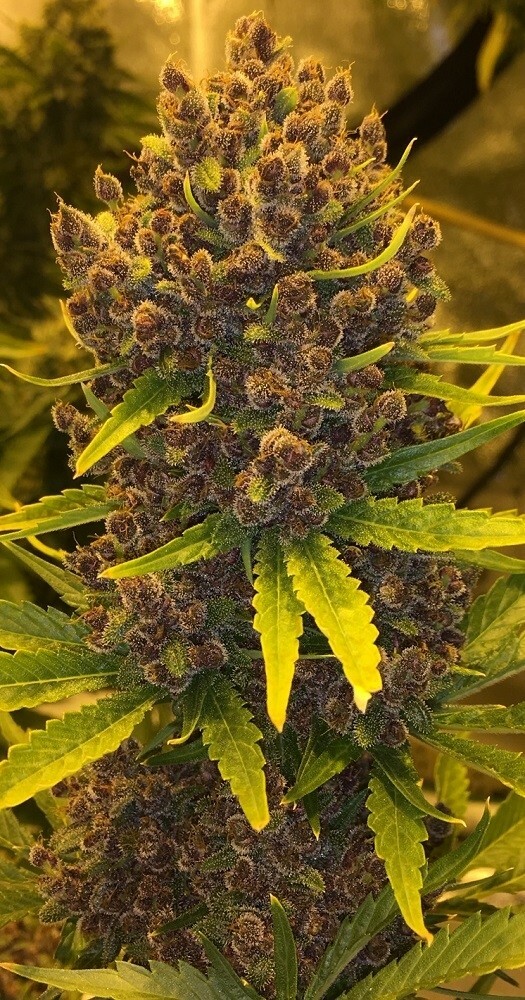 Ace Seeds - Malawi x PCK (reg.)