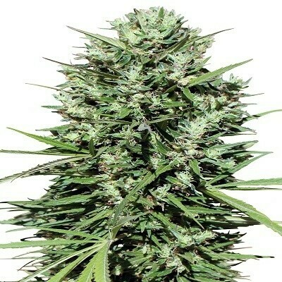 Ace Seeds - Moroccan Beldia Kif (reg.) 07098