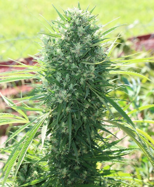 Ace Seeds - Moroccan Beldia Kif (reg.)