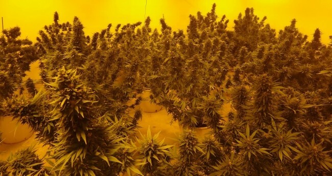 Ace Seeds - Moroccan Beldia Kif (reg.)