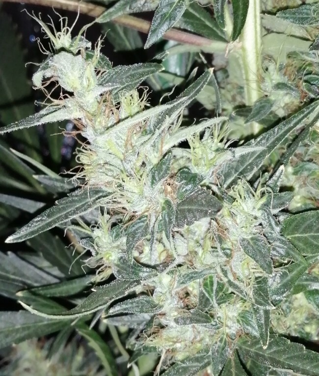 Ace Seeds - Moroccan Beldia Kif (reg.)