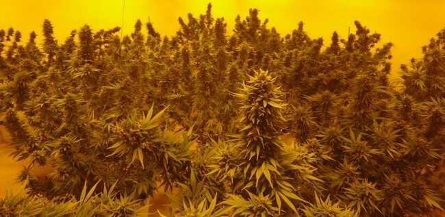 Ace Seeds - Moroccan Beldia Kif (reg.)