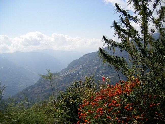 Ace Seeds - Nepal Annapurna (reg.)
