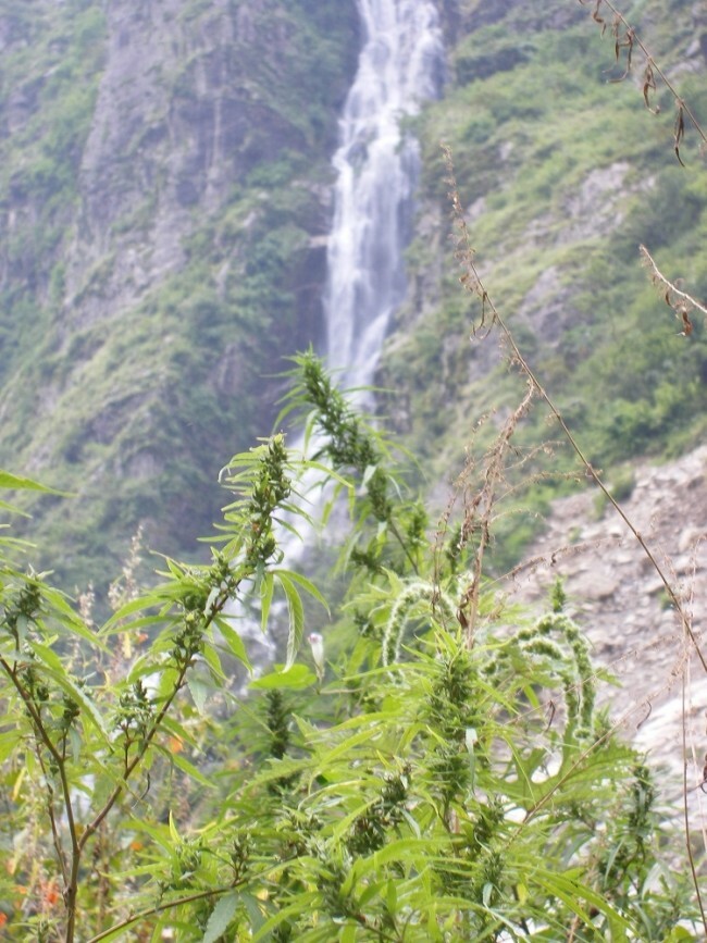 Ace Seeds - Nepal Annapurna (reg.)