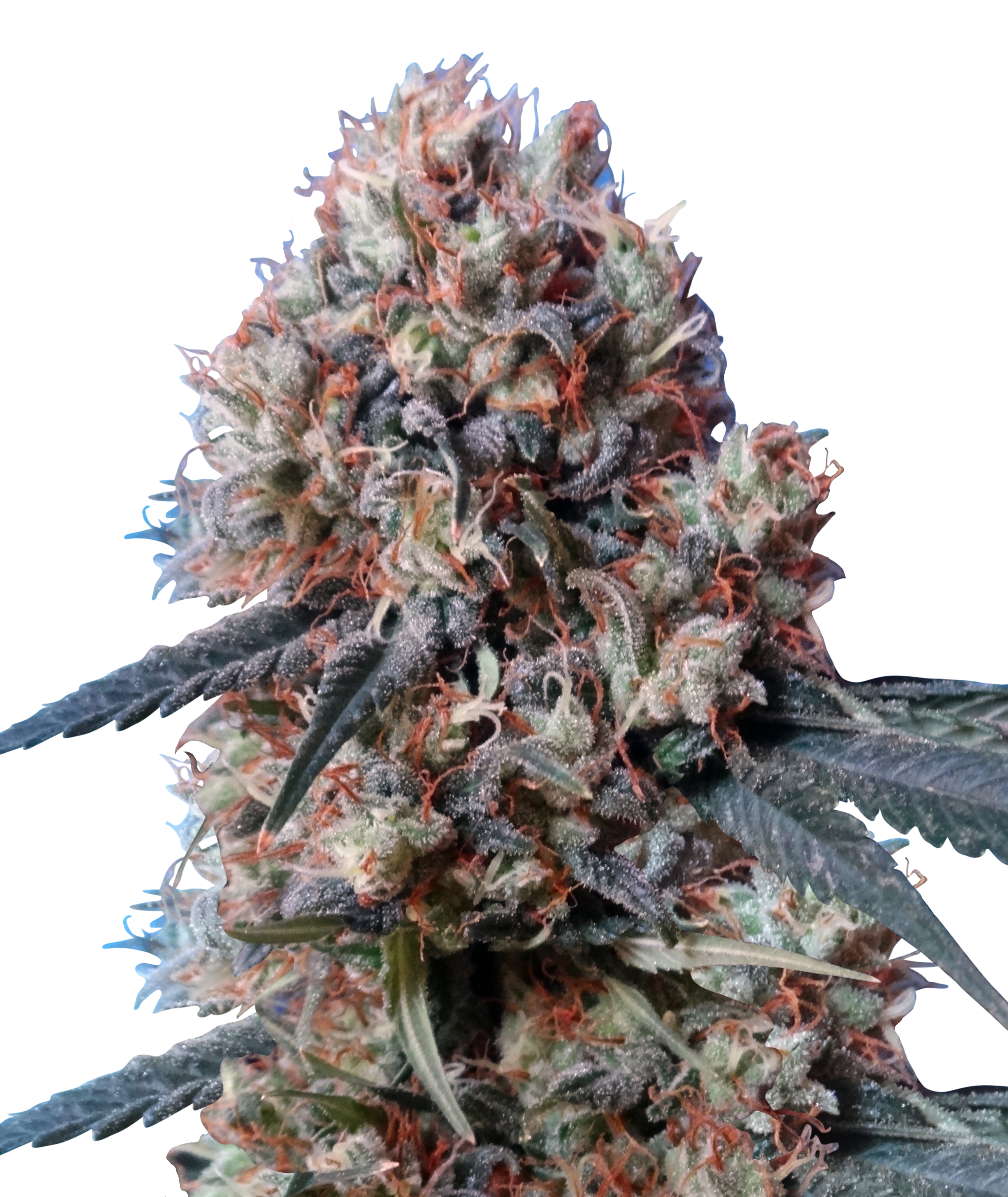 Ace Seeds - Nepal Jam x Kali China (fem.)