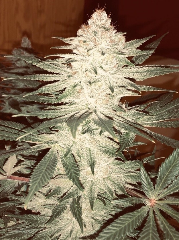 Ace Seeds - Pakistan Chitral Kush (fem.)
