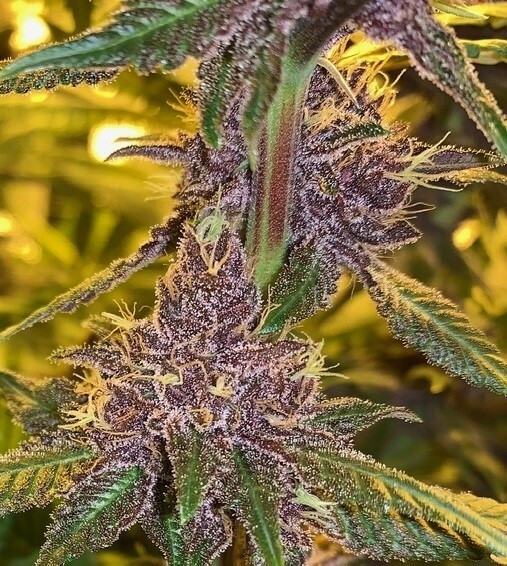 Ace Seeds - Pakistan Chitral Kush (fem.)