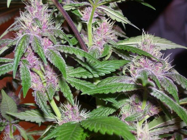 Ace Seeds - Pakistan Chitral Kush (fem.)