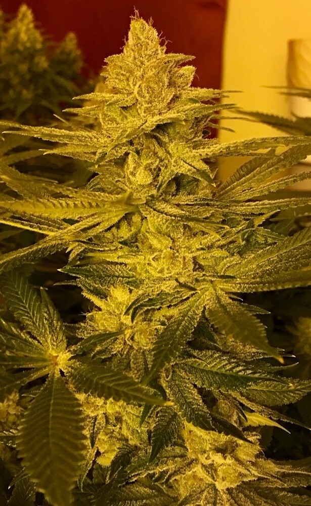 Ace Seeds - Pakistan Chitral Kush (fem.)