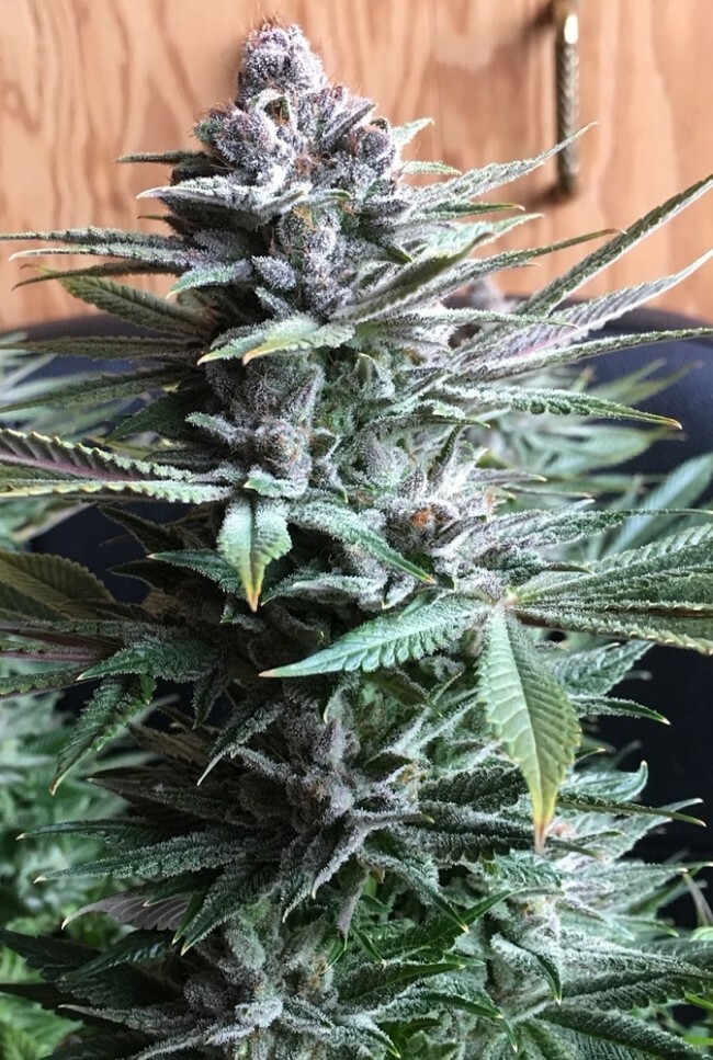 Ace Seeds - Pakistan Chitral Kush (fem.)