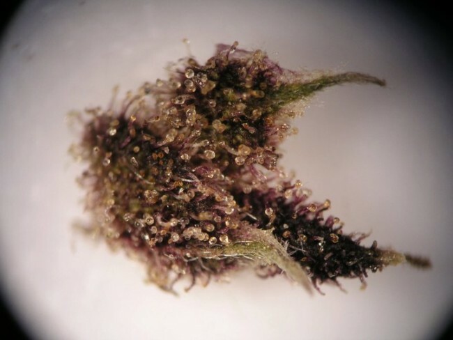 Ace Seeds - Pakistan Chitral Kush (fem.)