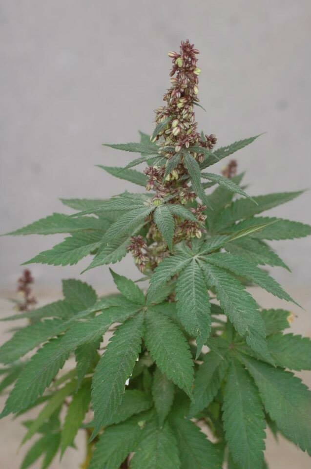 Ace Seeds - Pakistan Chitral Kush (fem.)