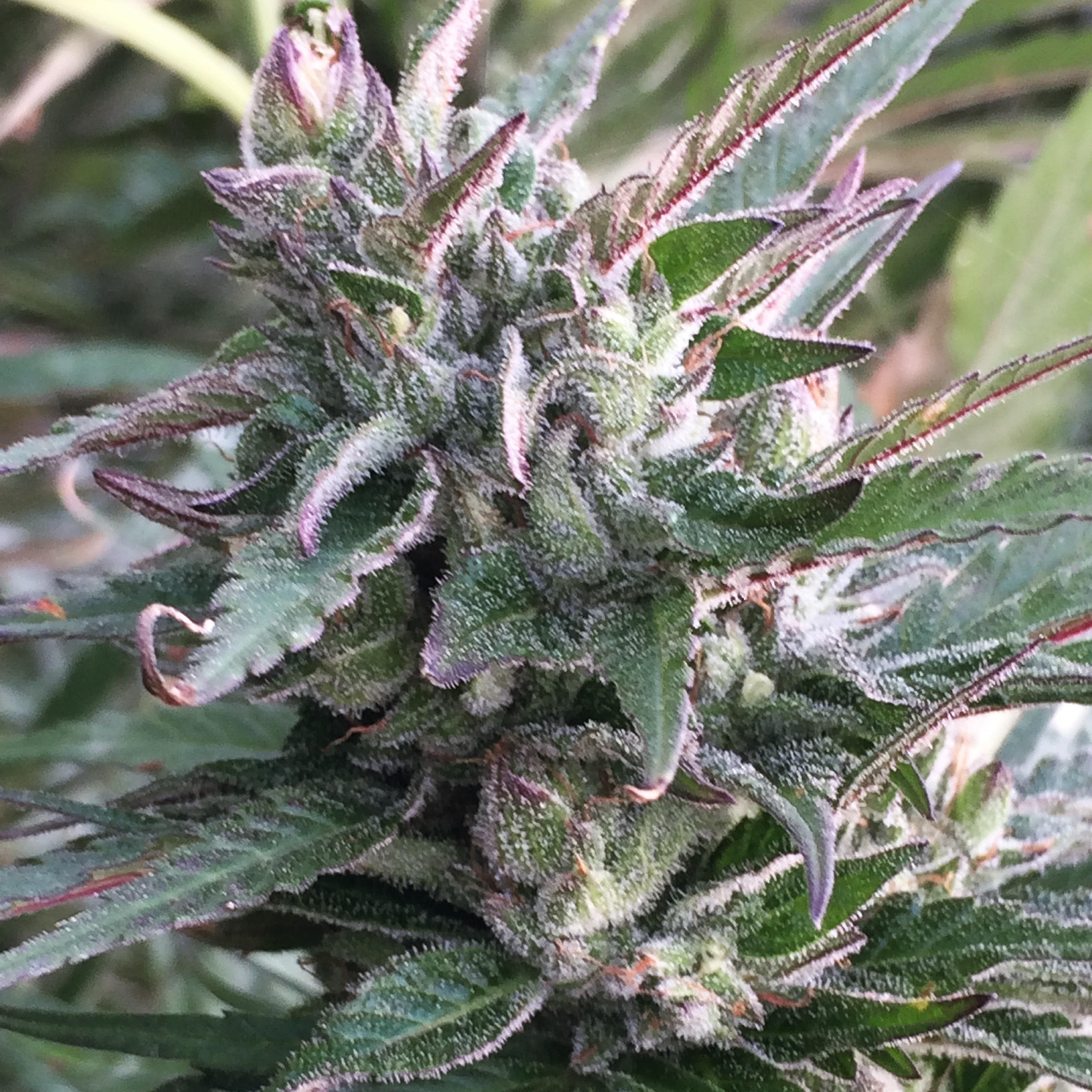 Ace Seeds - Thai Chi (fem.)