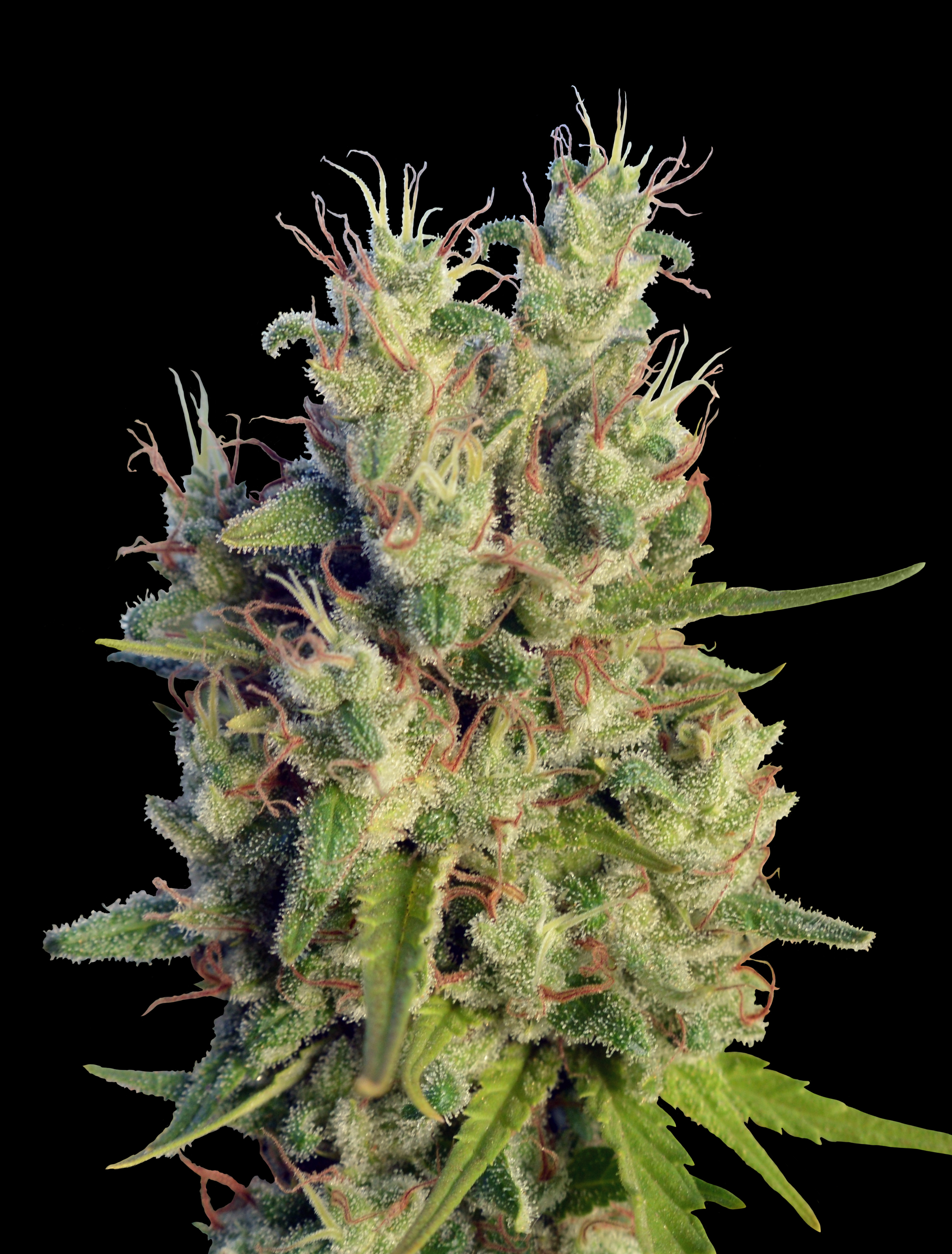 Ace Seeds - Super Malawi Haze (fem.)