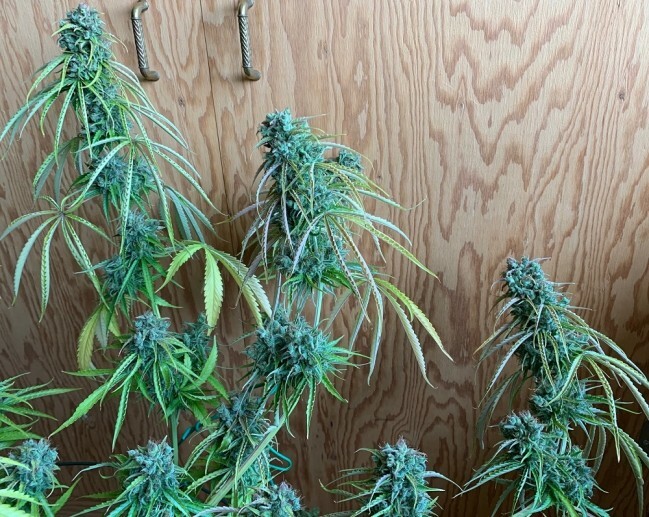 Ace Seeds - Thai Chi (fem.)